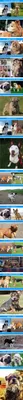 маленькая собачка бегает в парке собак забавные собаки Стоковое Фото -  изображение насчитывающей мясоед, бежать: 223983994