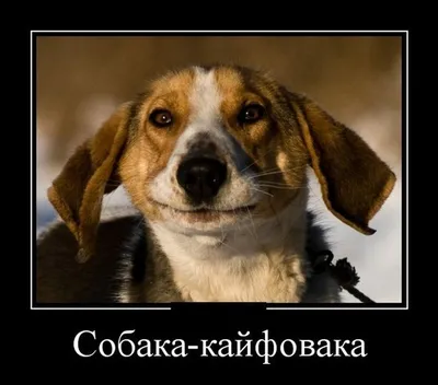 Мемы и смешные картинки с собаками и кошками 5 | Животные и не только | Дзен