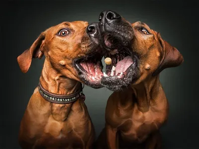 Забавные собаки, что неистово ловят корм, точно поднимут тебе настроение –  Люкс ФМ