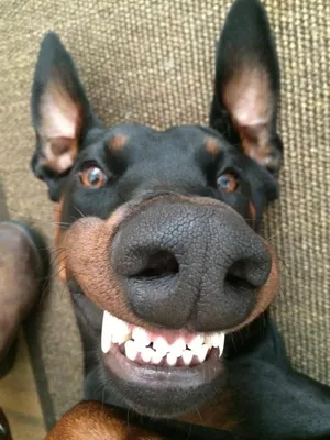 Забавные фото собак, которые поднимут настроение любому