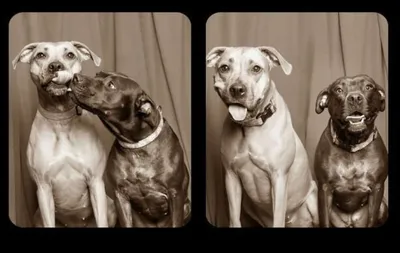 3 забавные ситуации, которые могли случиться только с владельцами собак |  Смешные видео собак, Улыбающаяся собака, Собаки