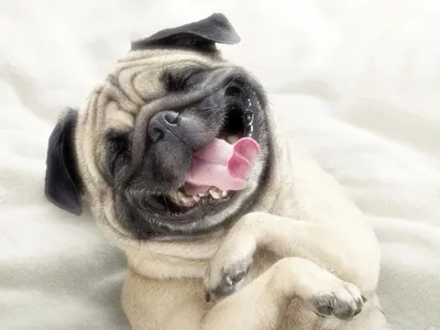 Картина на холсте Смешная собака забавный пёс животные (7) 20х30 см -  купить по низкой цене в интернет-магазине OZON (1165581750)