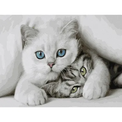 Lovely cats. Милые котики. PNG. | Очаровательные котята, Милые котики,  Изображение животного