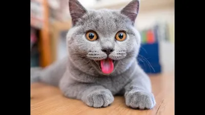 Милые котята - прикольные и смешные картинки (71 фото)