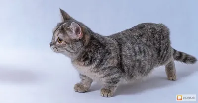 Mofu Sand | Милые котики, Котята, Иллюстрации кошек