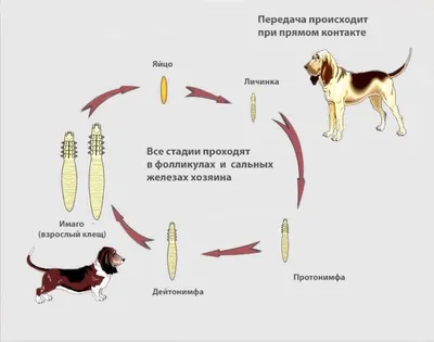 Кожные заболевания у собак симптомы и лечение 🐱 | Ветеринарная клиника  Ветдоктор