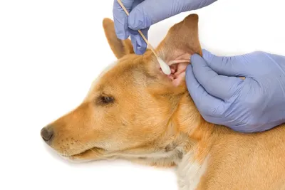 Опухоль слухового прохода у кошки и собаки: симптомы, фото