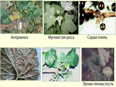 Основные болезни смородины черной и меры борьбы с ними | АППЯПМ