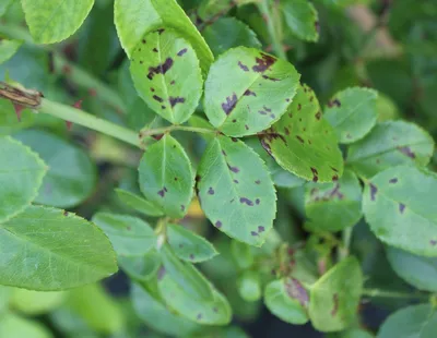 Почему листья смородины приобрели бледно-зелёный окрас? - ответы экспертов  7dach.ru