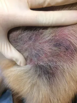 Заболевания кожи у собак в картинках фотографии