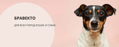 Клещи и домашние животные | PUUGIINFO.EE