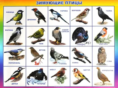 Всероссийская познавательная онлайн-викторина, посвящённая российскому  празднику охраны зимующих птиц «Что мы знаем о птицах?»