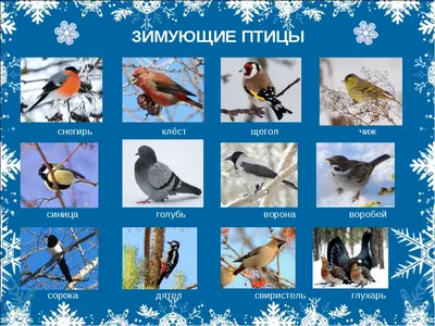 Всероссийская познавательная онлайн-викторина, посвящённая российскому  празднику охраны зимующих птиц «Что мы знаем о птицах?»