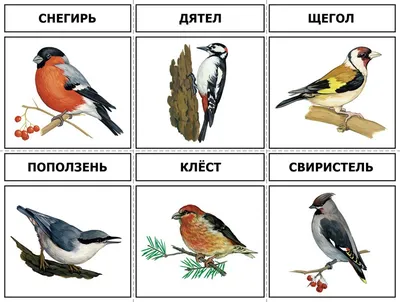 Занятие \"Зимующие птицы\" для детей старшей группы