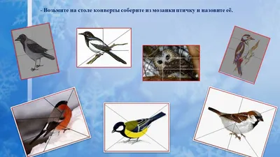 15 января – Всероссийский день зимующих птиц