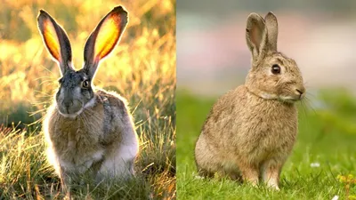 Чем заяц отличается от кролика? | Пикабу