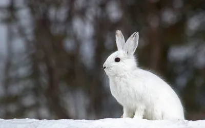 Заяц зимой в лесу - красивые фото