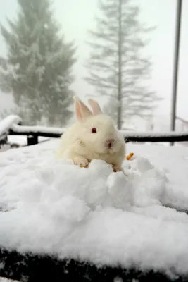 Как заяц зимой живет? Детям про животных. - YouTube