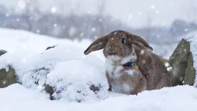Магия волшебного кролика. Ярославец создаёт из снега гигантские фигуры |  ОБЩЕСТВО | АиФ Ярославль