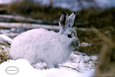 Зайчик на снегу заяц Зимние раскраски для девочек