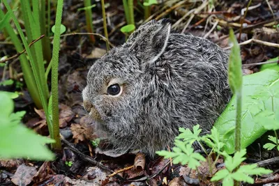 Зайчонок в лесу | Пикабу