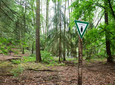 Картинки безопасность в лесу (87 фото)
