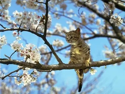 Здравствуй, Весна! Поздравление с приходом Весны. Музыка Сергея Чекалина -  YouTube