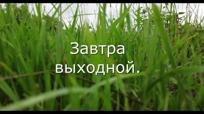 Сегодня пятница, а завтра выходной…» — создано в Шедевруме