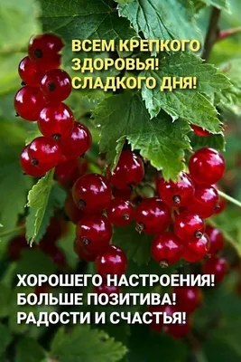 🌺 Здоровья и хорошего настроения! | Поздравления, пожелания, открытки |  ВКонтакте