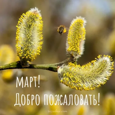 Здравствуй, март! - Красивые открытки - RozaBox.com | Открытки, Март, Весна