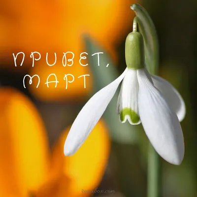 Здравствуй, март! - Красивые открытки - RozaBox.com