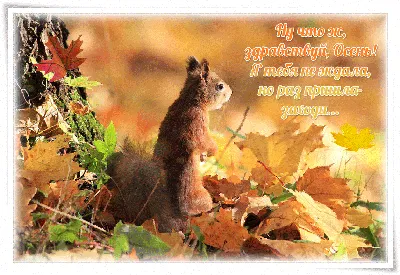 Красивая открытка со словами здравствуй, осень