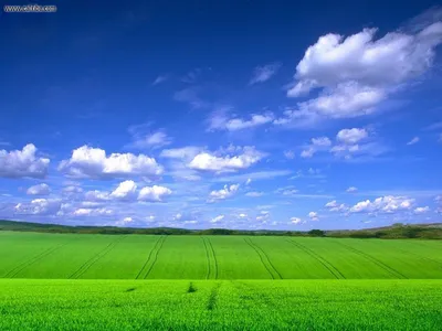 зеленый луг с голубым небом и ярко голубым небом, красивое голубое небо и  свежий зеленый пейзаж луга, Hd фотография фото, небо фон картинки и Фото  для бесплатной загрузки