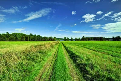 зеленое поле в поле, осень, Кангён Ып, облако фон картинки и Фото для  бесплатной загрузки