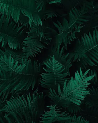 Green wallpapers for your phone, free download Green pictures