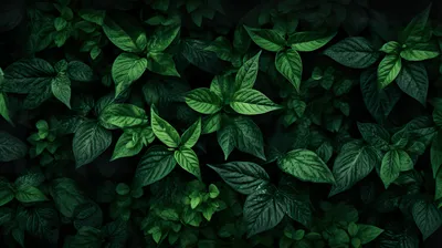 🔥 Snapseed Green Nature Background Full Hd