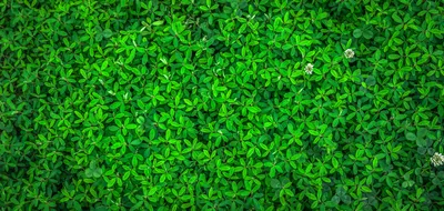 Green Wallpapers: Free HD Download [500+ HQ] | Unsplash