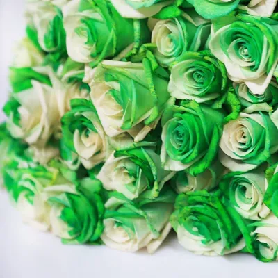 Зеленые розы - что это? * Интернет-магазин Flowers Country - цветы с  доставкой