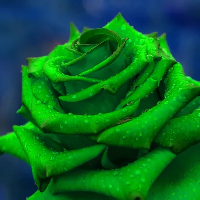 Купить Букет из 15 розово-зеленых роз в крафте в Москве недорого с доставкой
