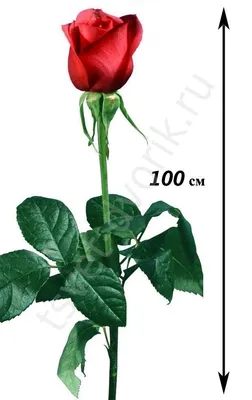 Роза сорта «Денис» (Denis) - 150 руб, купить в Воронеже в магазине «Цветы  Экспресс»