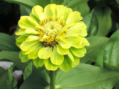 12 Green Flowers to Grow in Your Backyard