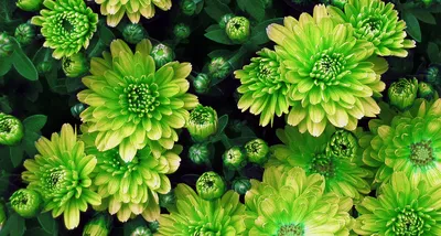 Naturally Green Flowers for St. Patrick's Day | Petal Talk