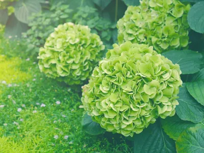 Green Flowers | Green Roses | FromYouFlowers