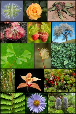 Комнатные растения с цветной листвой – 15 ярких вариантов | Полезно  (Огород.ru)