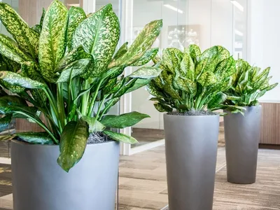 Green Hydrangea Flowers: Why Do Hydrangea Bloom Green | Gardening Know How