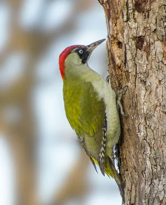 Зелёный дятел (Picus viridis). Птицы Европейской России.