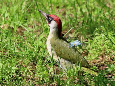 Зеленый дятел Picus viridis Green Woodpecker
