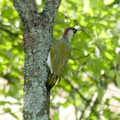 Зелёный дятел (Picus viridis). Птицы Европейской России.