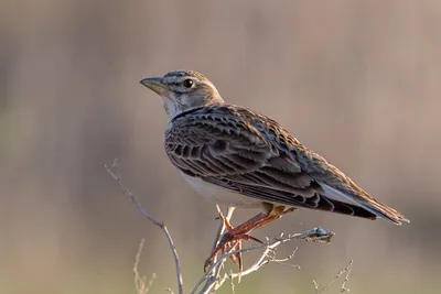 Полевой жаворонок [группа arvensis] - eBird