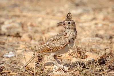 Хохлатый жаворонок | zoo-ekzo.com- Экзотические животные